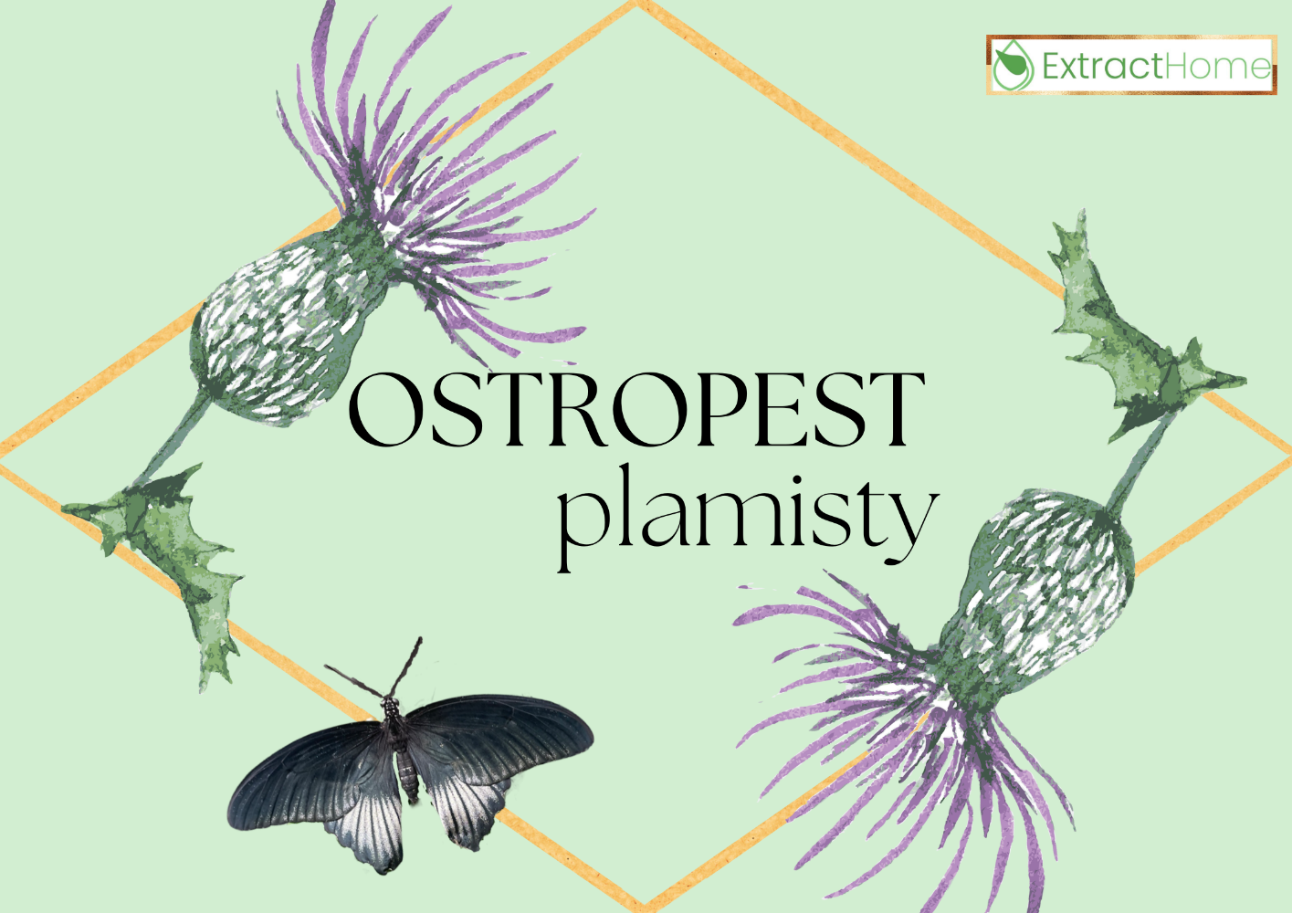 ostropest plamisty