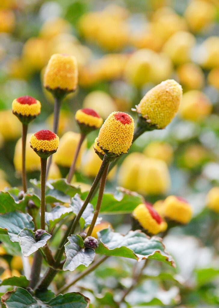 Acmella oleracea, spilanthes acmella